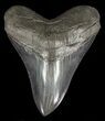 Serrated, Megalodon Tooth - Collector Tooth #57184-1